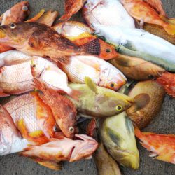 第二龍勢丸 釣果