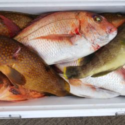 第二龍勢丸 釣果