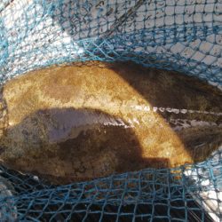 第二龍勢丸 釣果