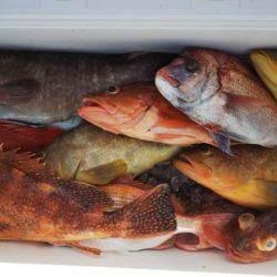 第二龍勢丸 釣果