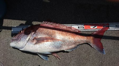 ARCADIAⅡ （アルカディアⅡ） 釣果