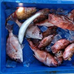 小島丸 釣果