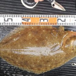 第二龍勢丸 釣果