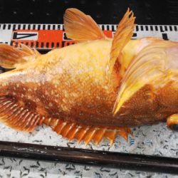 第二龍勢丸 釣果