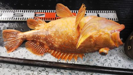 第二龍勢丸 釣果