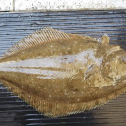 第二龍勢丸 釣果