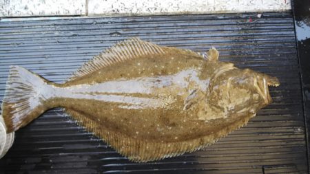 第二龍勢丸 釣果