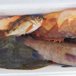 第二龍勢丸 釣果