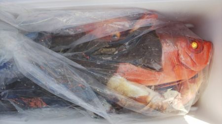 第二龍勢丸 釣果