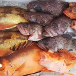 第二龍勢丸 釣果