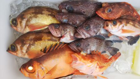 第二龍勢丸 釣果