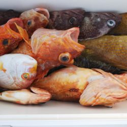 第二龍勢丸 釣果