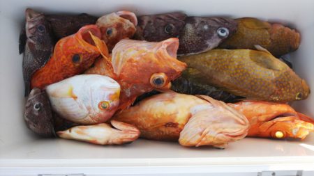 第二龍勢丸 釣果