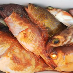 第二龍勢丸 釣果