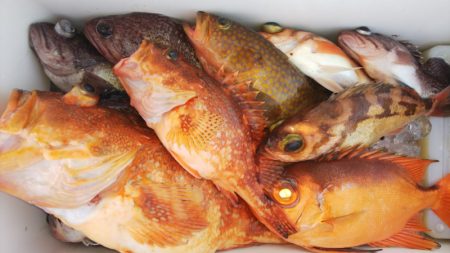 第二龍勢丸 釣果