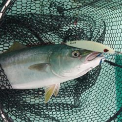 和栄丸 釣果