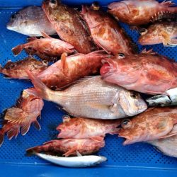 小島丸 釣果