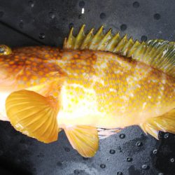 第二龍勢丸 釣果