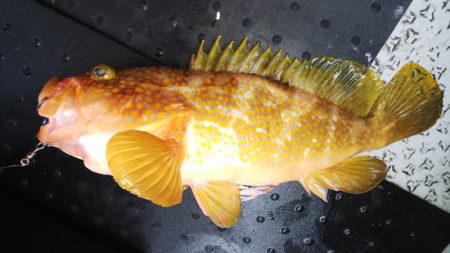 第二龍勢丸 釣果