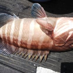 第二龍勢丸 釣果