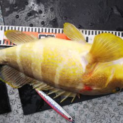 第二龍勢丸 釣果