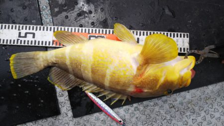 第二龍勢丸 釣果