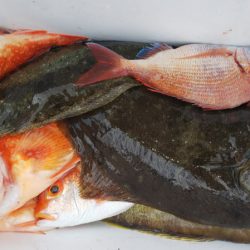 第二龍勢丸 釣果