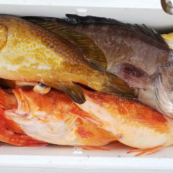 第二龍勢丸 釣果