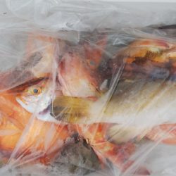 第二龍勢丸 釣果