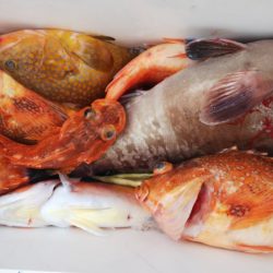 第二龍勢丸 釣果