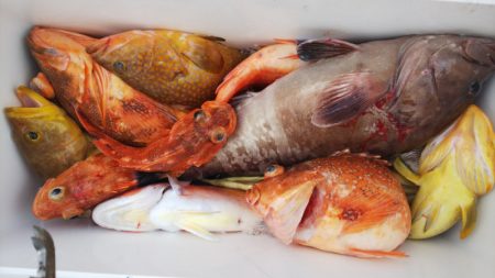 第二龍勢丸 釣果