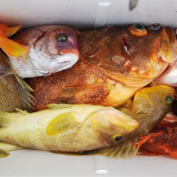 第二龍勢丸 釣果