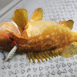 第二龍勢丸 釣果