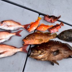 渡船屋たにぐち 釣果