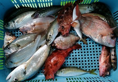 小島丸 釣果