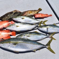 渡船屋たにぐち 釣果