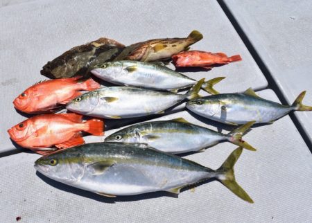 渡船屋たにぐち 釣果