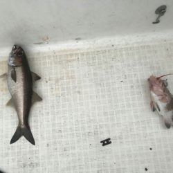 海坊主Ｖ 釣果