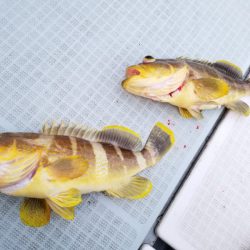 アマテラス 釣果