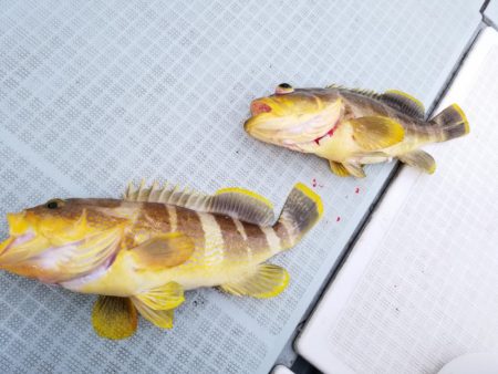 アマテラス 釣果