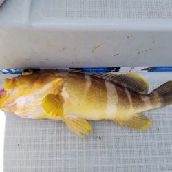 アマテラス 釣果