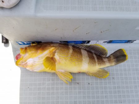 アマテラス 釣果