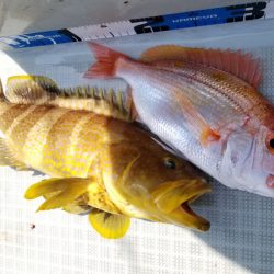 アマテラス 釣果