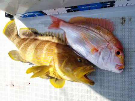 アマテラス 釣果