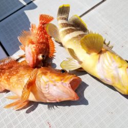 アマテラス 釣果