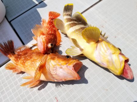 アマテラス 釣果