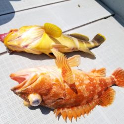 アマテラス 釣果