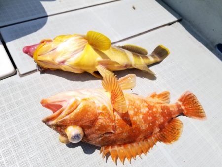 アマテラス 釣果