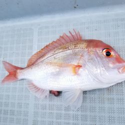 アマテラス 釣果