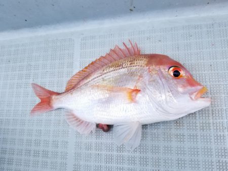 アマテラス 釣果